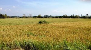 Economy of nueva ecija - streamtech fiber internet