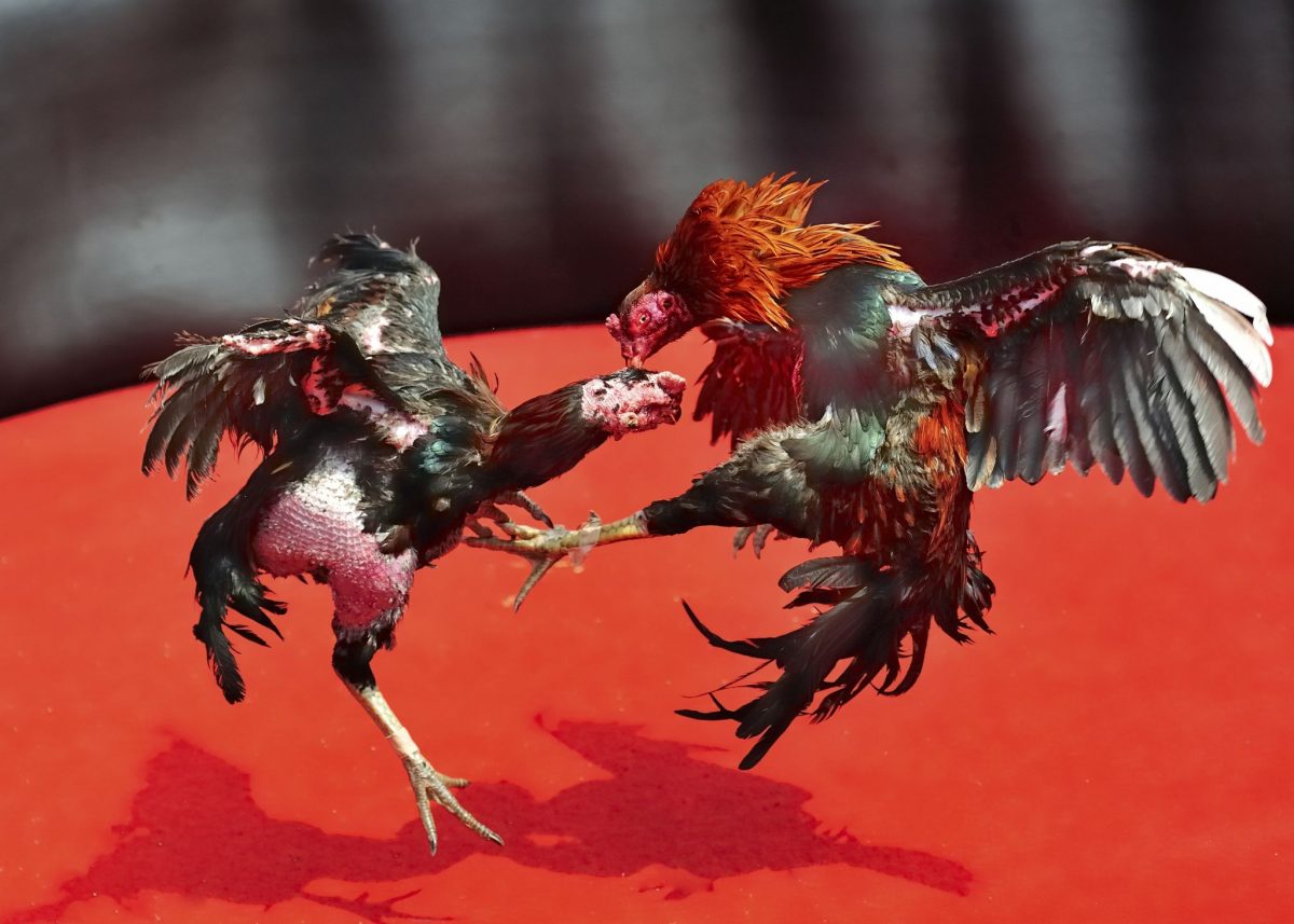 Online Sabong - Streamtech Fiber Internet