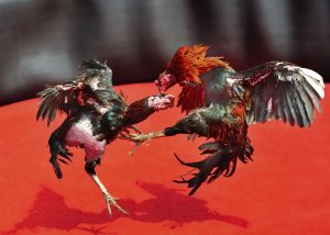 Online Sabong - Streamtech Fiber Internet